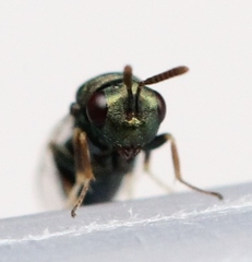 Pteromalus