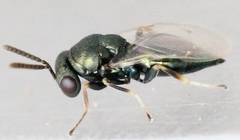 Pteromalus
