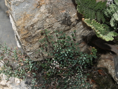 Argyrochosma microphylla