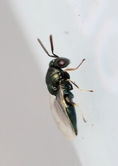 Pteromalus