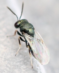 Pteromalus