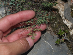 Argyrochosma microphylla
