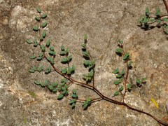 Argyrochosma microphylla
