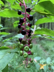 Phytolacca americana