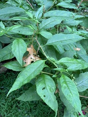 Phytolacca americana