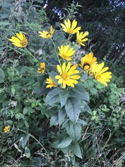 Heliopsis