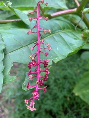 Phytolacca americana