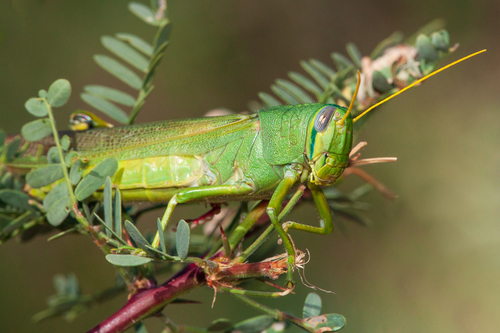 Green Bird Grasshopper