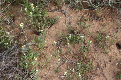 Image of Zaluzianskya benthamiana by (c) Tony Rebelo, some rights reserved (CC BY-SA)