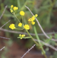 Senecio abruptus