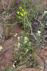 Senecio abruptus