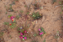 Heliophila variabilis