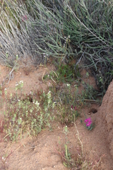 Heliophila variabilis