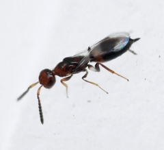 Theocolax formiciformis