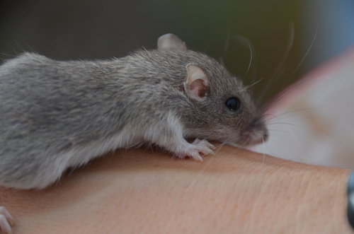San Diego Pocket Mouse