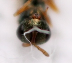 Trichomalus