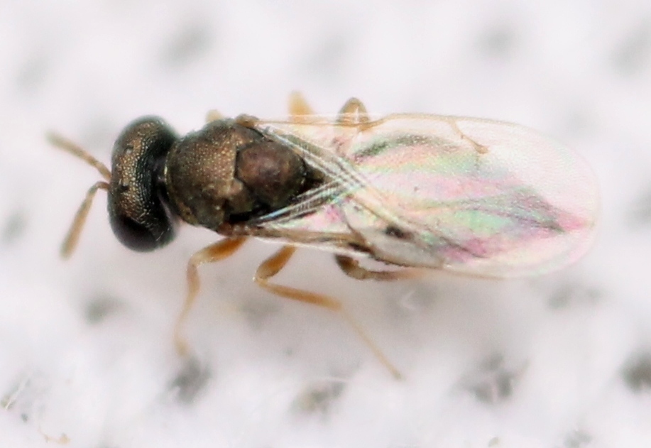 Trichomalus