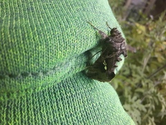 Lepidoptera