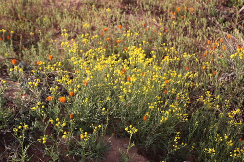 Image of Senecio abruptus by (c) Tony Rebelo, some rights reserved (CC BY-SA)