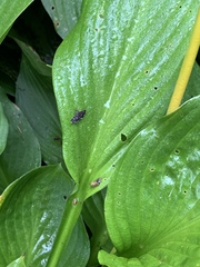 Diathrausta