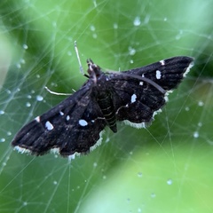 Diathrausta