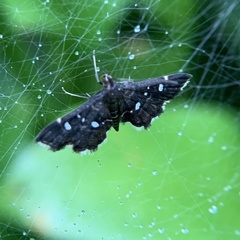 Diathrausta