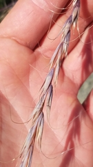 Elymus hirsutus