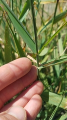 Elymus hirsutus