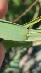 Elymus hirsutus