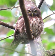 Glaucidium nubicola