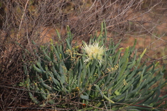 Conicosia pugioniformis