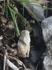 Leprus