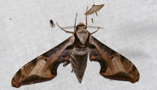 Protambulyx goeldii