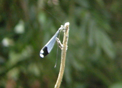 Megaloprepus caerulatus image