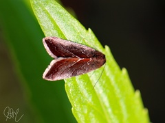 Galgula