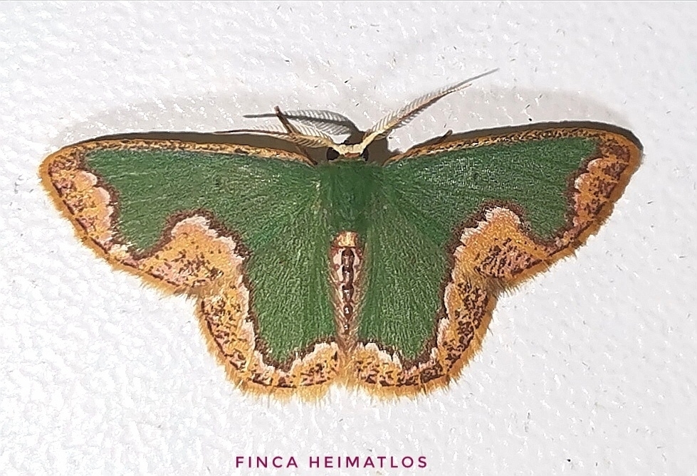 Oospila pipa