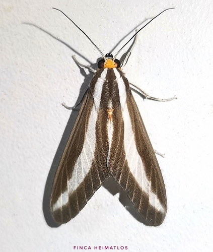 Robinsonia klagesi