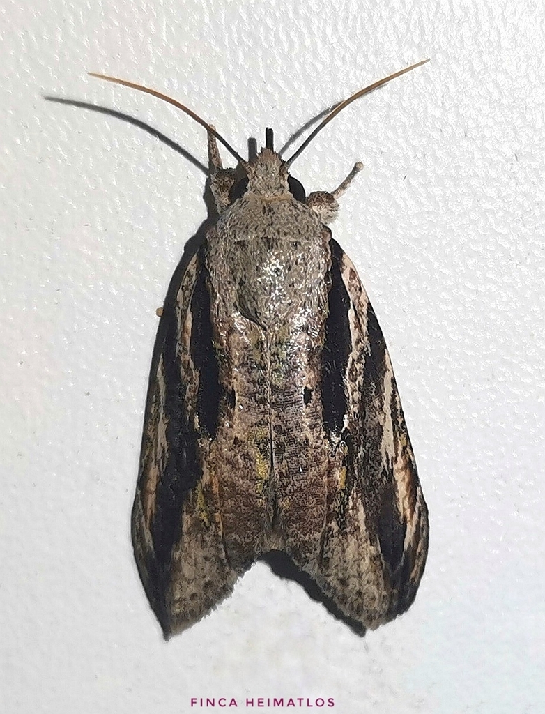 Iscadia argentea