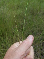 Schizachyrium tenerum