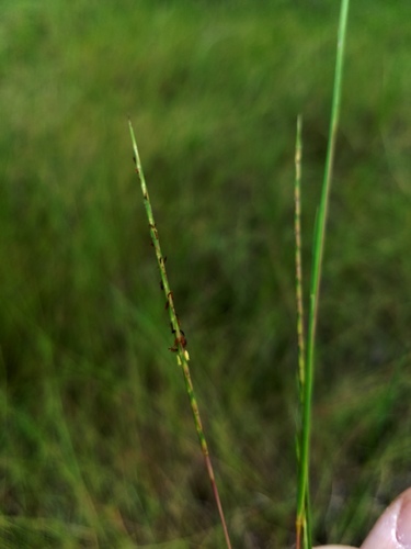 wire bluestem (Andropogon gracilis)