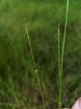 Slender Little Bluestem - Photo (c) Eric Keith, some rights reserved (CC BY-NC), uploaded by Eric Keith