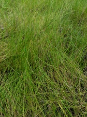 Schizachyrium tenerum