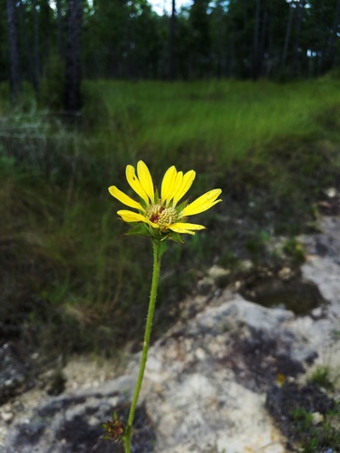 compass plant