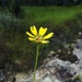 Robinson's Compass Plant - Photo (c) Eric Keith, some rights reserved (CC BY-NC), uploaded by Eric Keith