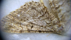 Isturgia murinaria