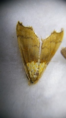 Agrotera nemoralis