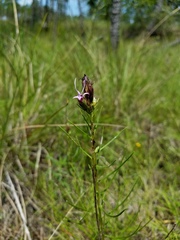 Liatris punctata mucronata