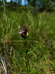 Liatris punctata mucronata