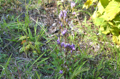 Gentianella germanica