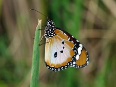 Danaus chrysippus alcippus